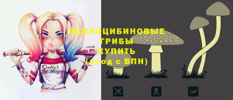 Галлюциногенные грибы Psilocybe  Алексеевка 